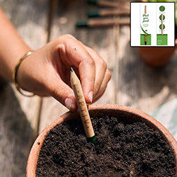 Plantable Seed Pencil